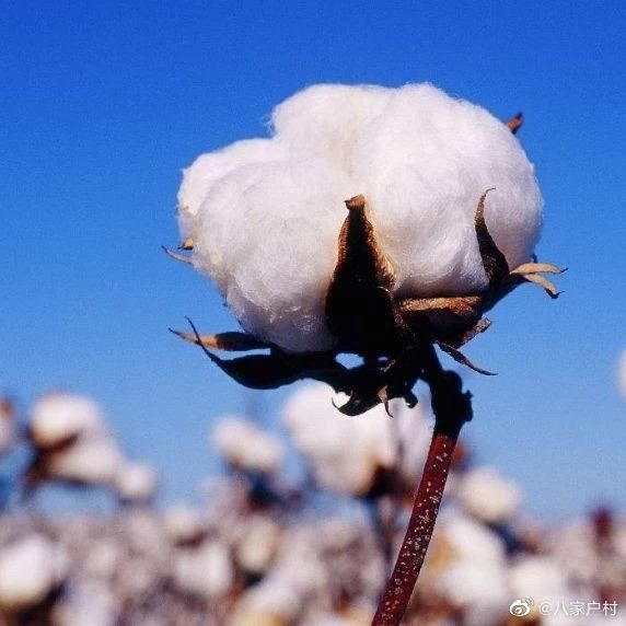 春之元形象大使陳建斌為為家鄉(xiāng)新疆棉花寫詩